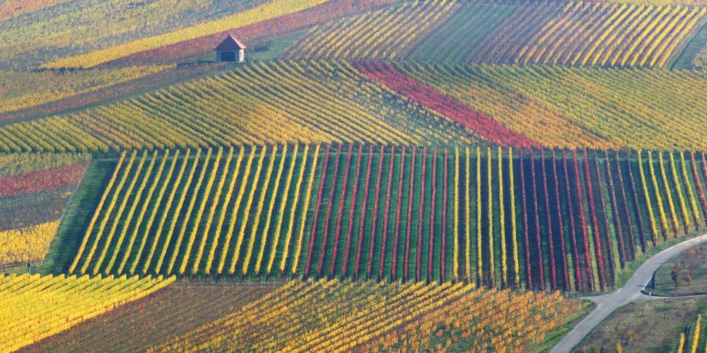 Rheingau Heli Rundflug